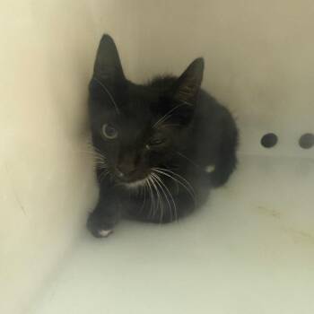 Cornelius -  Domestic Short Hair Cat for Adoption in Columbus, Georgia - Cornelius | PetCurious