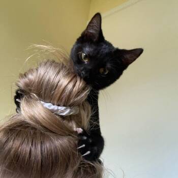 Rescue Domestic Short Hair Cats for Adoption in Lemont, Illinois - Dior | PetCurious