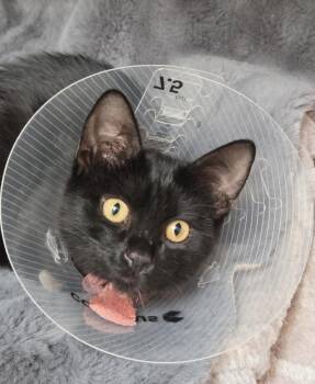 Bobby -  Domestic Short Hair Cat for Adoption in Albuquerque, New Mexico - Bobby | PetCurious