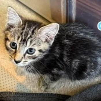 Grape -  Domestic Short Hair Cat for Adoption in Phoenixville, Pennsylvania - Grape | PetCurious