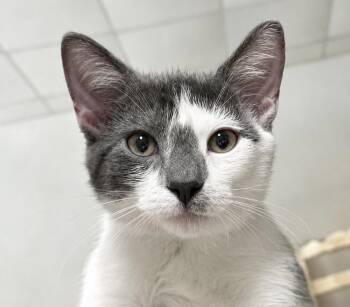 Carly -  Domestic Short Hair Cat for Adoption in Randolph, Massachusetts - Carly | PetCurious