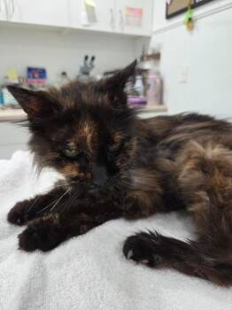 Oak -  Domestic Long Hair Cat for Adoption in Brookings, Oregon - Oak | PetCurious