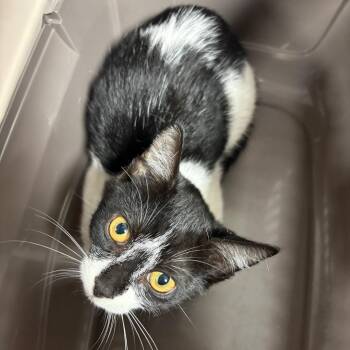 Pyrite -  Domestic Short Hair Cat for Adoption in Gainesville, Florida - Pyrite | PetCurious