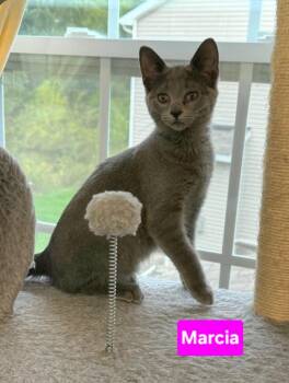 Marcia (siblings are Greg, Peter, Alice, Carol, Cindy, Bobby & J -  Domestic Short Hair Cat for Adoption in Brighton, Michigan - Marcia (siblings Are Greg, Peter, Alice, Carol, Cindy, Bobby & J | PetCurious