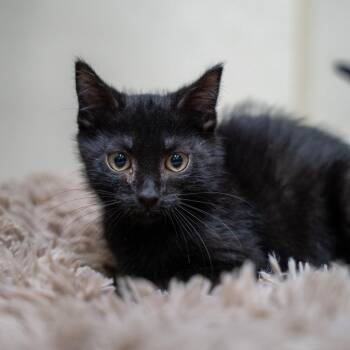 Damon -  Domestic Short Hair Cat Available for Adoption in Gainesville, Georgia - Damon | PetCurious