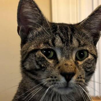 Titan -  Tabby Cat for Adoption in Montclair, New Jersey - Titan | PetCurious