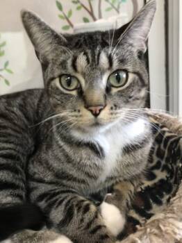 Tabby and Domestic Short Hair Cats Available for Adoption in Dublin, Ohio - Castiel | PetCurious