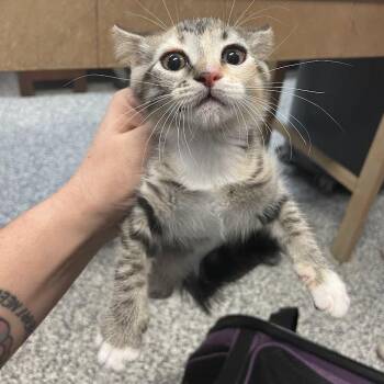 Rosemary -  Domestic Short Hair Cat for Adoption in Port Charlotte, Florida - Rosemary | PetCurious