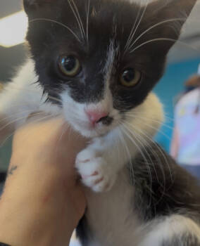 Rescue Domestic Short Hair Cats for Adoption in Albuquerque, New Mexico - Culotte | PetCurious