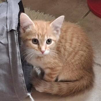 AMBER -  Domestic Short Hair Cat for Adoption in Gresham, Wisconsin - AMBER | PetCurious