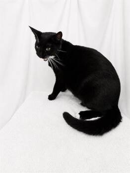 Domestic Short Hair Cats Available for Adoption in Winter Haven, Florida - WHISKERS | PetCurious