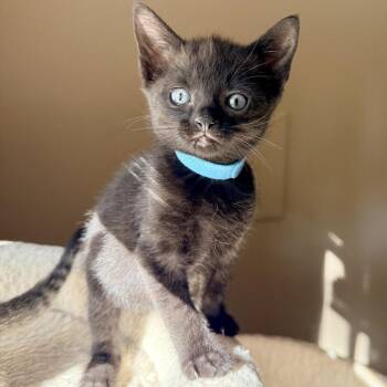 Chessie -  Domestic Short Hair Cat for Adoption in Marshall, Virginia - Chessie | PetCurious