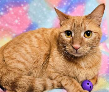 Domestic Short Hair Cats Available for Adoption - Alice - Rancho Cucamonga PetSmart | PetCurious