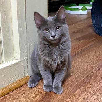 Daisy -  Domestic Medium Hair Cat for Adoption in Jasper, Georgia - Daisy | PetCurious