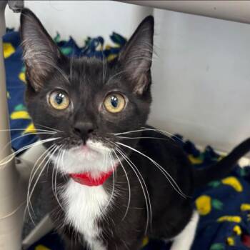Sassy -  Domestic Short Hair Cat for Adoption in Buffalo, New York - Sassy | PetCurious