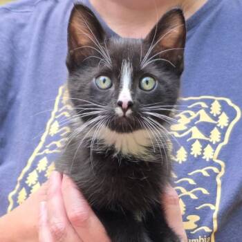 Peppercorn -  Domestic Long Hair Cat for Adoption in Eugene, Oregon - Peppercorn | PetCurious