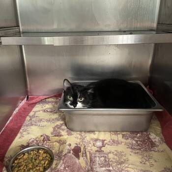 Domestic Short Hair Cats Available for Adoption in Galax, Virginia - Laurel | PetCurious