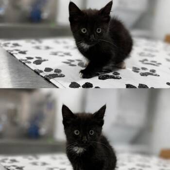 Moon -  Domestic Short Hair Cat for Adoption in St. Louis, Missouri - Moon | PetCurious
