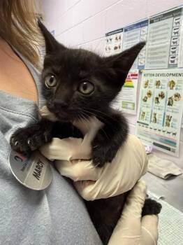 BROOKLYN -  Domestic Short Hair Cat for Adoption in Jacksonville, Florida - BROOKLYN | PetCurious