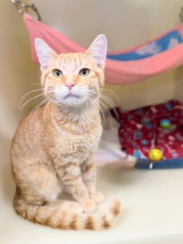 Buford -  Domestic Short Hair Cat for Adoption in Menomonie, Wisconsin - Buford | PetCurious