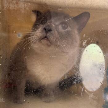 Parmesan -  Siamese Cat for Adoption in Philadelphia, Pennsylvania - Parmesan | PetCurious