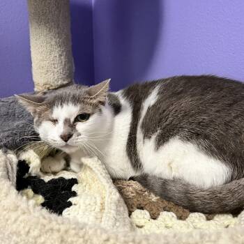 Iris -  Domestic Short Hair and Mixed Breed Cat for Adoption in Titusville, Florida - Iris | PetCurious