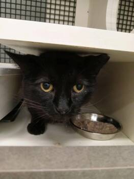 Domestic Short Hair Cats Available for Adoption in Powdersville, South Carolina - Soot | PetCurious