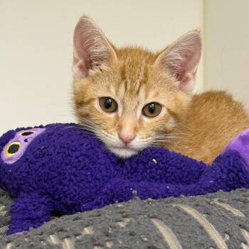 Domestic Short Hair Cats Available for Adoption in West Palm Beach, Florida - Tiger | PetCurious