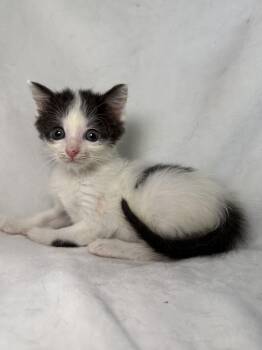 Domestic Short Hair Cats Available for Adoption in Greensboro, North Carolina - Dale | PetCurious