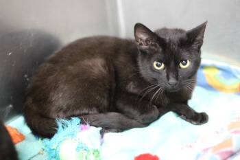 Simon -  Domestic Short Hair Cat Available for Adoption in Ottumwa, Iowa - Simon | PetCurious