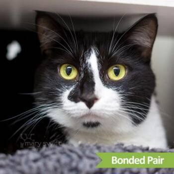 Domestic Short Hair Cats Available for Adoption in Reisterstown, Maryland - Roxie (bonded With Walker) | PetCurious