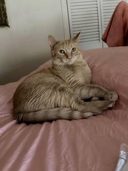 Dunkin -  Domestic Short Hair Cat for Adoption in Largo, Florida - Dunkin | PetCurious