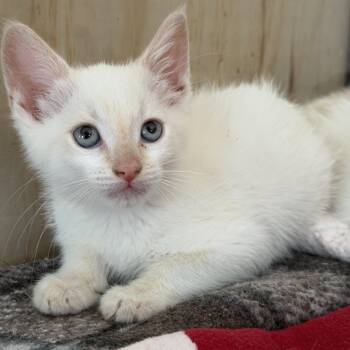 Domestic Short Hair Cats Available for Adoption in Jacksonville, Florida - Coconut | PetCurious