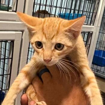 Draven -  Domestic Short Hair Cat for Adoption in Gordonsville, Tennessee - Draven | PetCurious