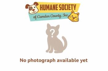 Jasper -  Domestic Short Hair Cat for Adoption in Kingsland, Georgia - Jasper | PetCurious