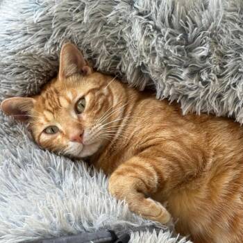 Kindlemox JG -  Domestic Short Hair Cat for Adoption in Austin, Texas - Kindlemox JG | PetCurious