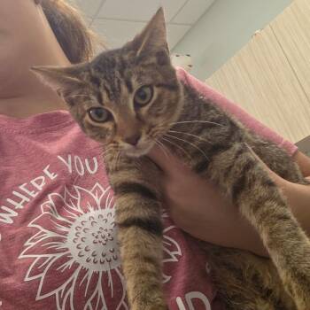 Ricky -  Domestic Short Hair Cat for Adoption in Chattanooga, Tennessee - Ricky | PetCurious