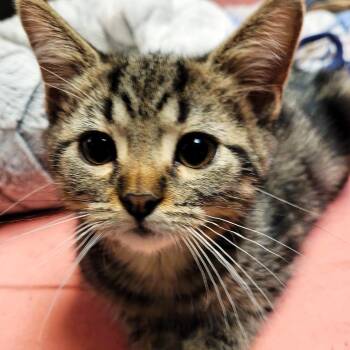 Jwow -  Domestic Short Hair Cat for Adoption in South Elgin, Illinois - Jwow | PetCurious