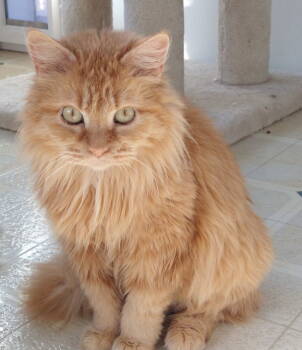 Rescue Domestic Medium Hair Cats for Adoption in St. Peters, Missouri - Nelly | PetCurious