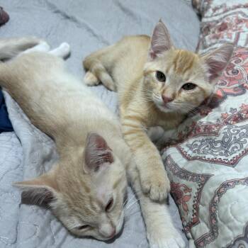 Sunny -  Domestic Short Hair Cat for Adoption in Costa Mesa, California - Sunny | PetCurious