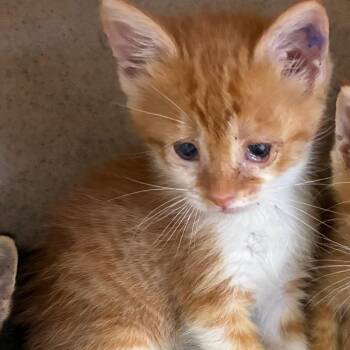 Demi -  Domestic Short Hair Cat for Adoption in San Antonio, Texas - Demi | PetCurious