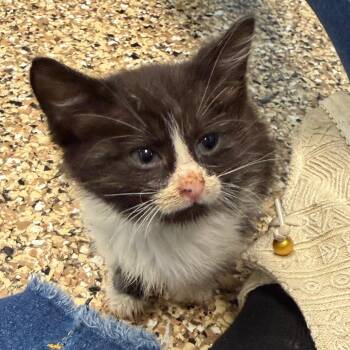 Domestic Medium Hair Cats Available for Adoption in Marshall, Texas - Jaycie | PetCurious