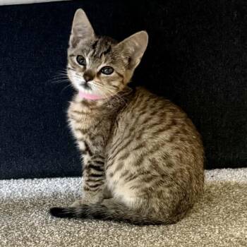 Peach -  Domestic Short Hair Cat for Adoption in Jacksonville, Oregon - Peach | PetCurious