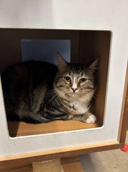 Domestic Short Hair Cats Available for Adoption - Calvin | PetCurious