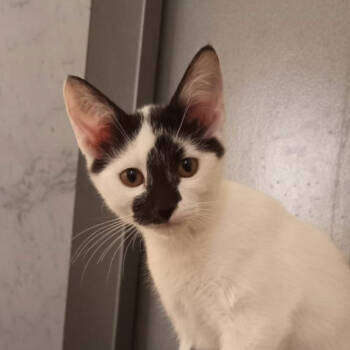 Rescue Domestic Short Hair Cats for Adoption in Merrifield, Virginia - Scarface Kuwait | PetCurious