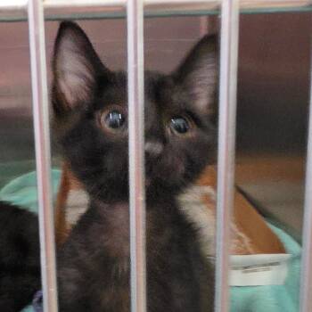 Domestic Short Hair Cats Available for Adoption - Jungle Jim | PetCurious