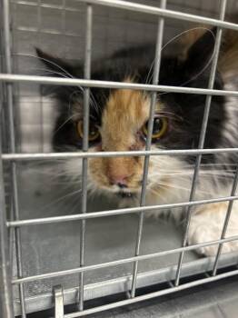 Domestic Short Hair Cats Available for Adoption - RASPBERRY | PetCurious