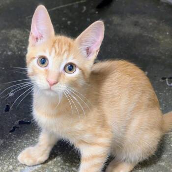 Sebastian -  Domestic Short Hair Cat for Adoption in Los Angeles, California - Sebastian | PetCurious