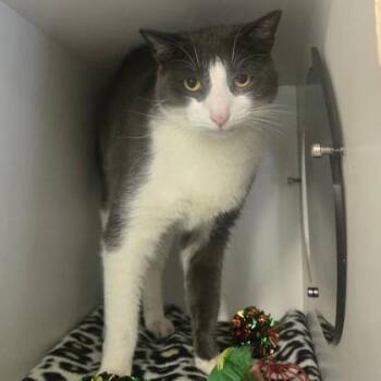 Twilight -  Domestic Short Hair Cat for Adoption in Phoenixville, Pennsylvania - Twilight | PetCurious