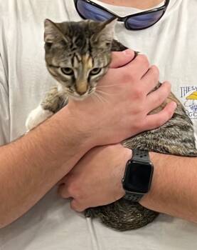 Rescue Domestic Short Hair Cats for Adoption in Augusta, Georgia - Charlie | PetCurious